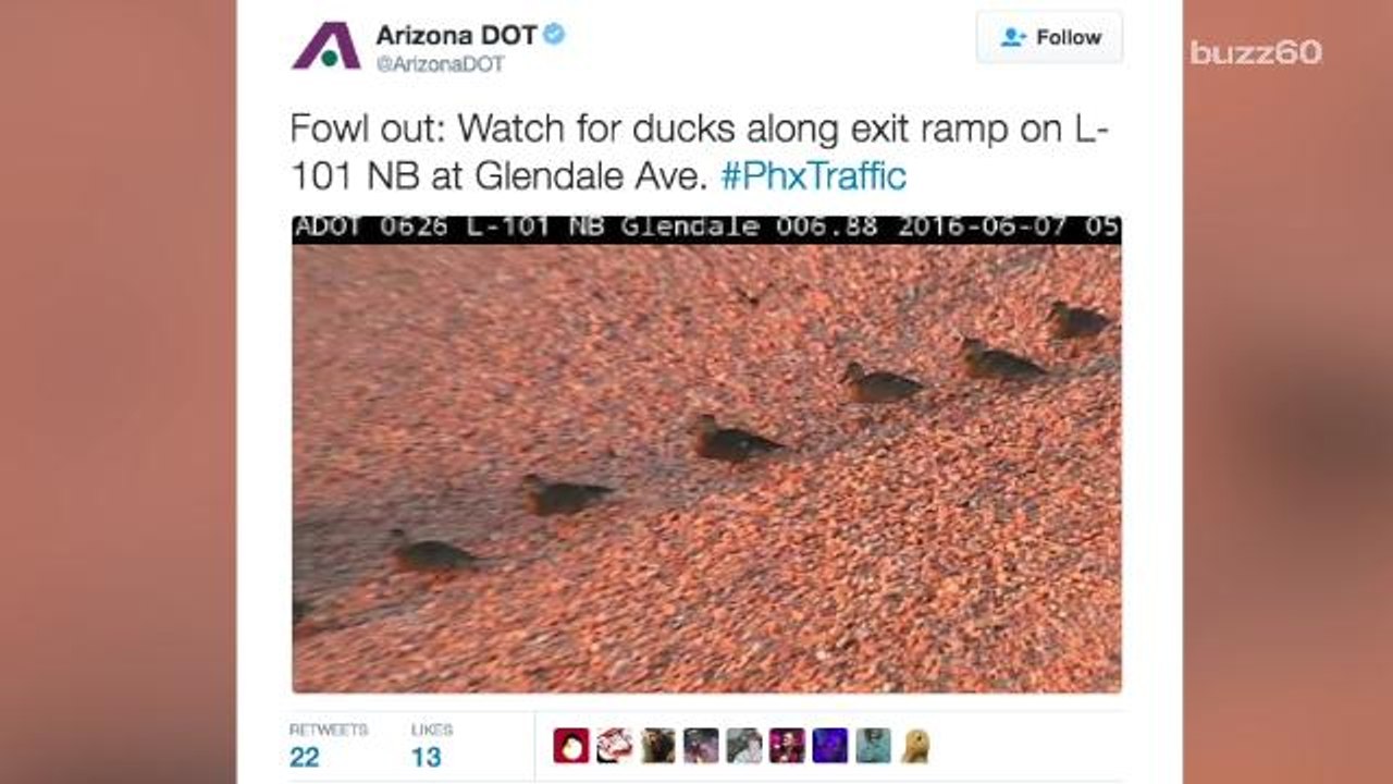 Trooper Helps Ducks Cross the Road