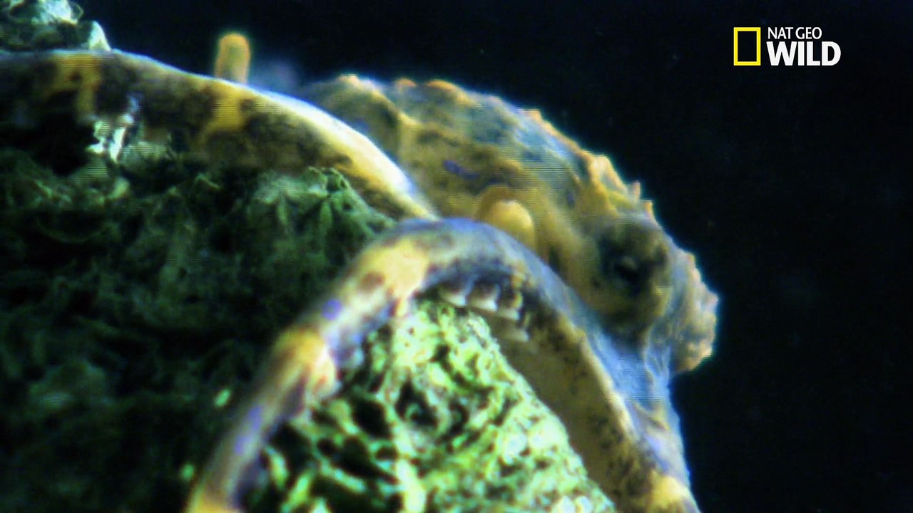 Le surprenant hippocampe