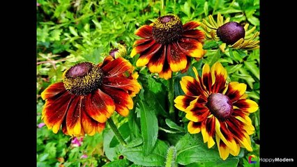 Рудбекия (45 фото) как вырастить «золотой шар» в вашем саду