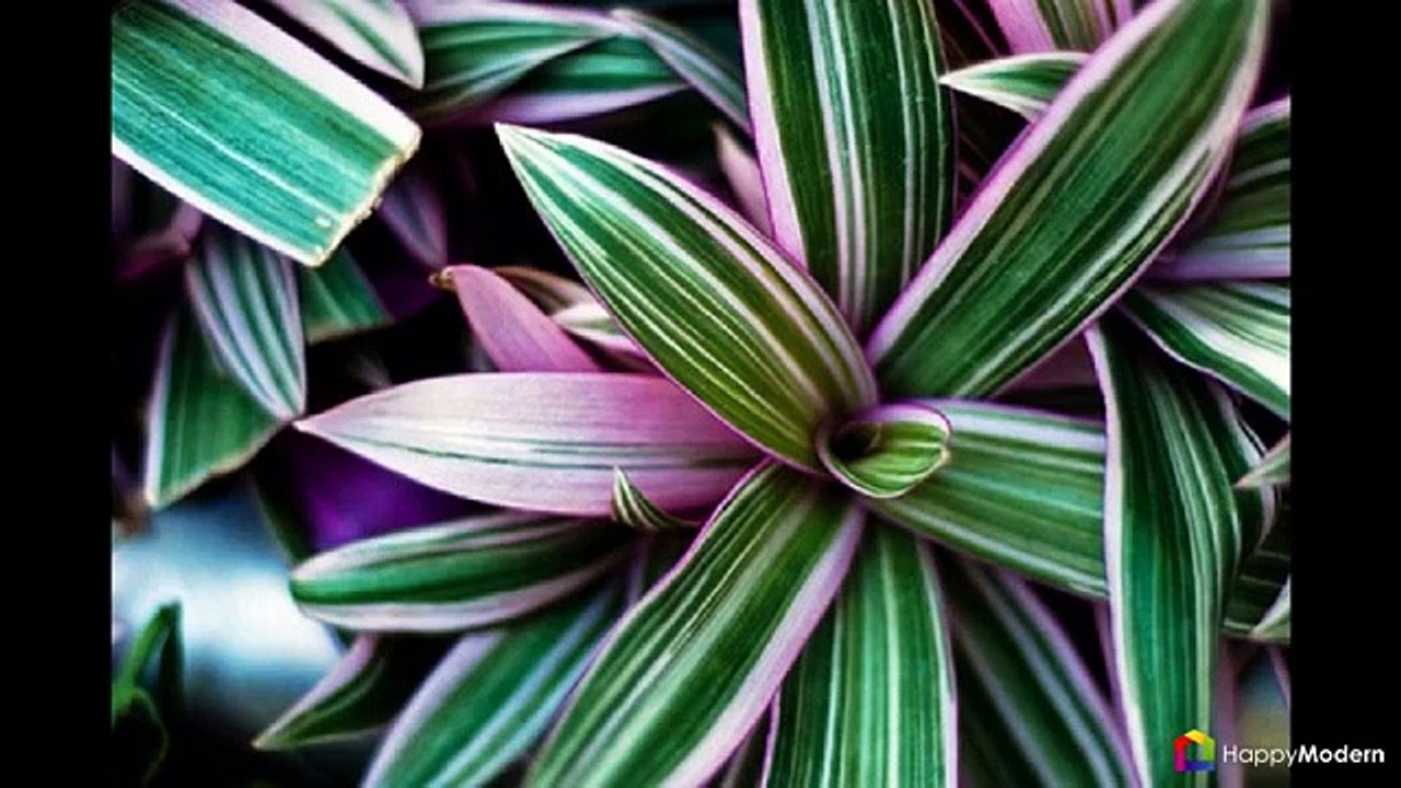 Традесканция (53 фото) чудесное украшение для комнаты и сада