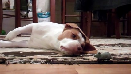 Dog Loves Toy Mouse   Cute Dog Maymo