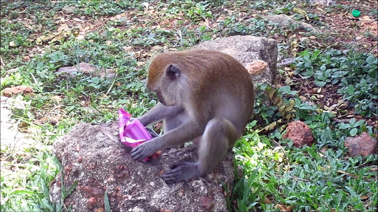 singe voleur de glace