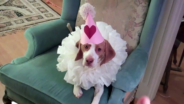 Dog Plays Dead in Elizabethan Ruff Cute Dog Maymo