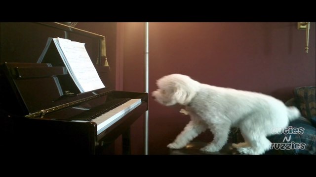 Dog Plays Piano and Sings