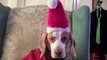 Dog Hates Christmas Costumes  Cute Dog Maymo