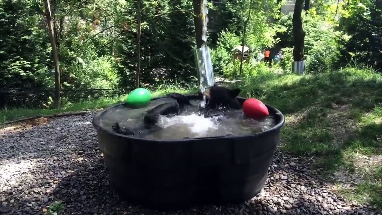 Cet ours noir s'éclate en prenant son bain