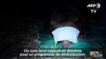 Un ours brun lâché sur le versant espagnol des Pyrénées