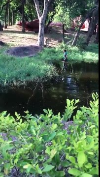 Ivre il saute dans l enclos des lions pour leur declarer sa flamme