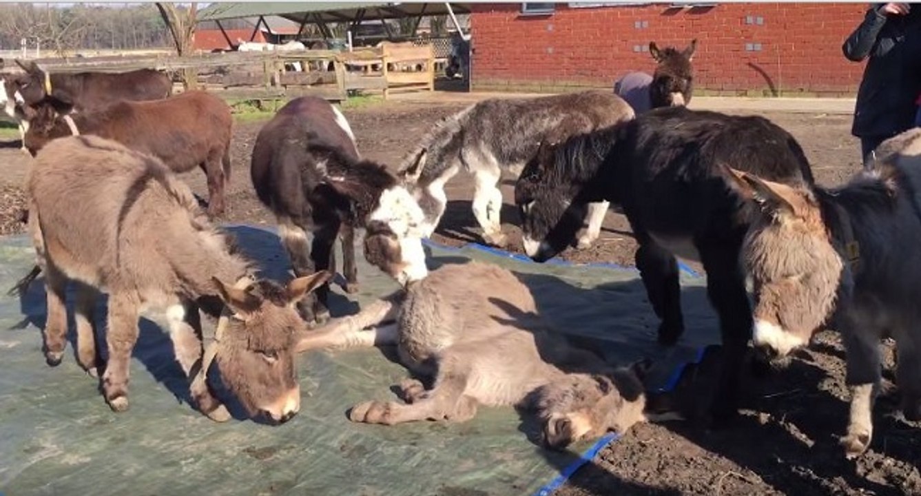 Émouvant, des ânes pleurent la mort de l'un des leurs dans une ferme