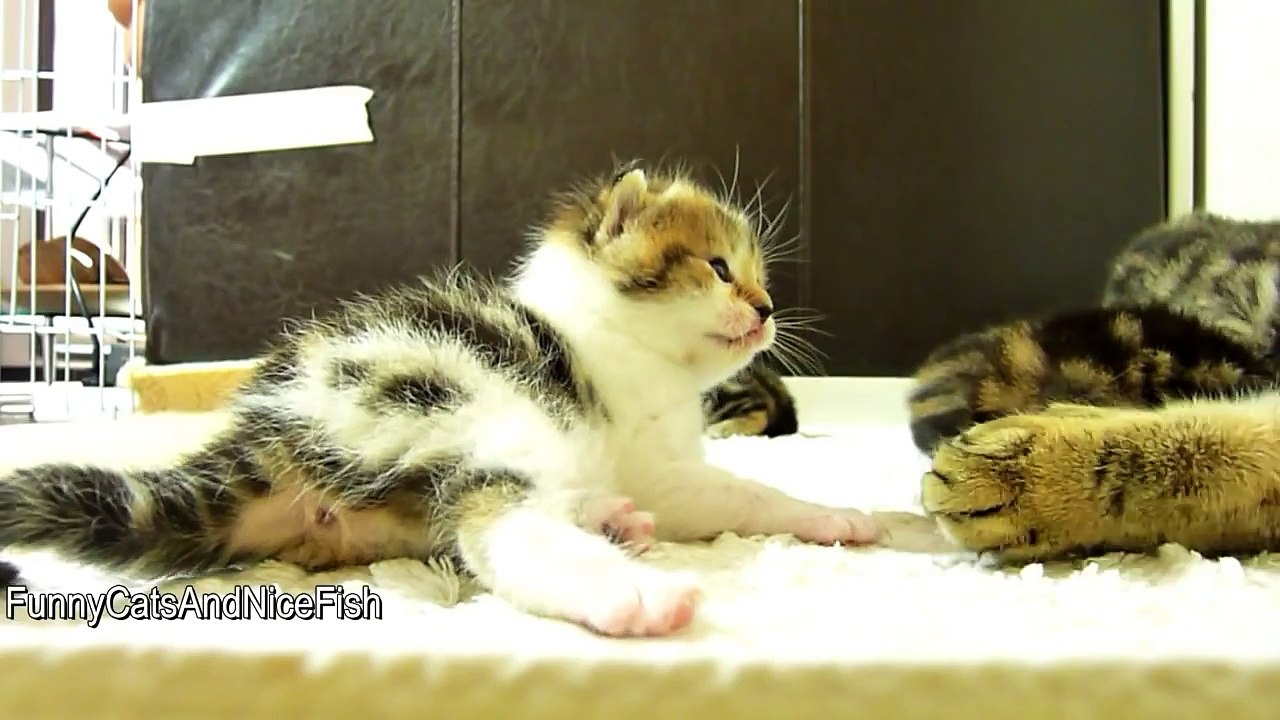 Mom Cat hugs her Cute Kitten Rocky - Mommy, Mommy, Hug Me ! AWW
