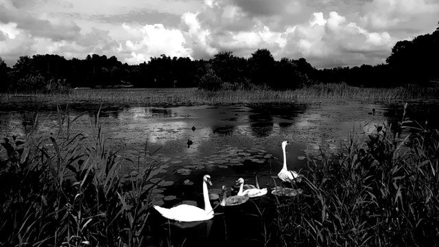 Лиепая. Лебеди на Беберлини. (монохром)