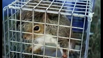 Raccoon Removal Pedricktown -- allraccoonandsquirrelremoval.com