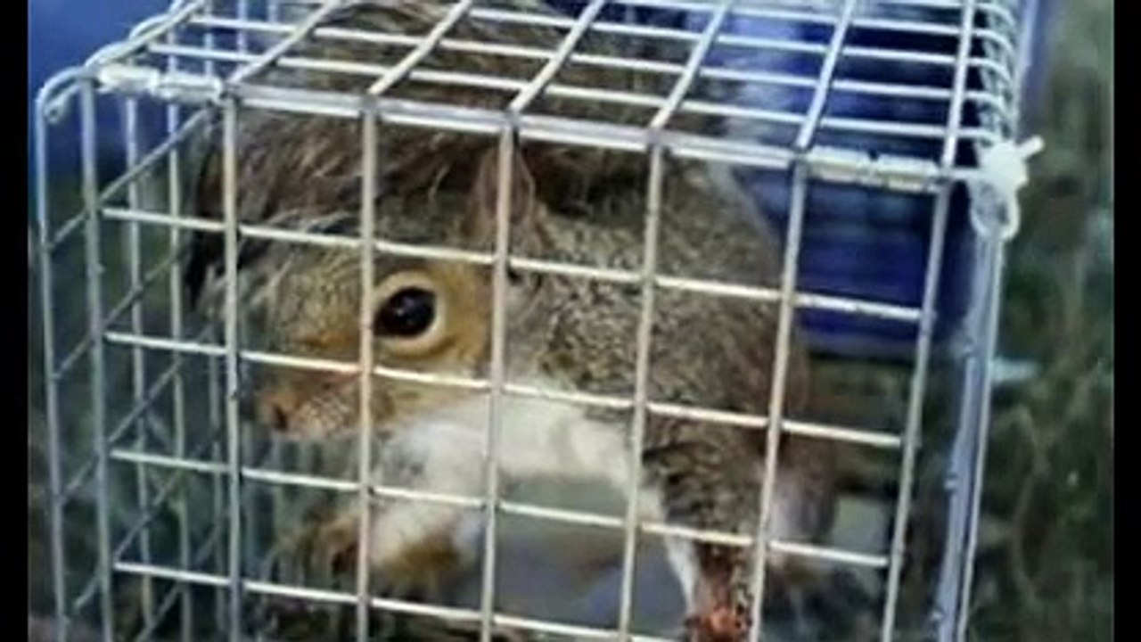 Raccoon Removal Pedricktown -- allraccoonandsqu...