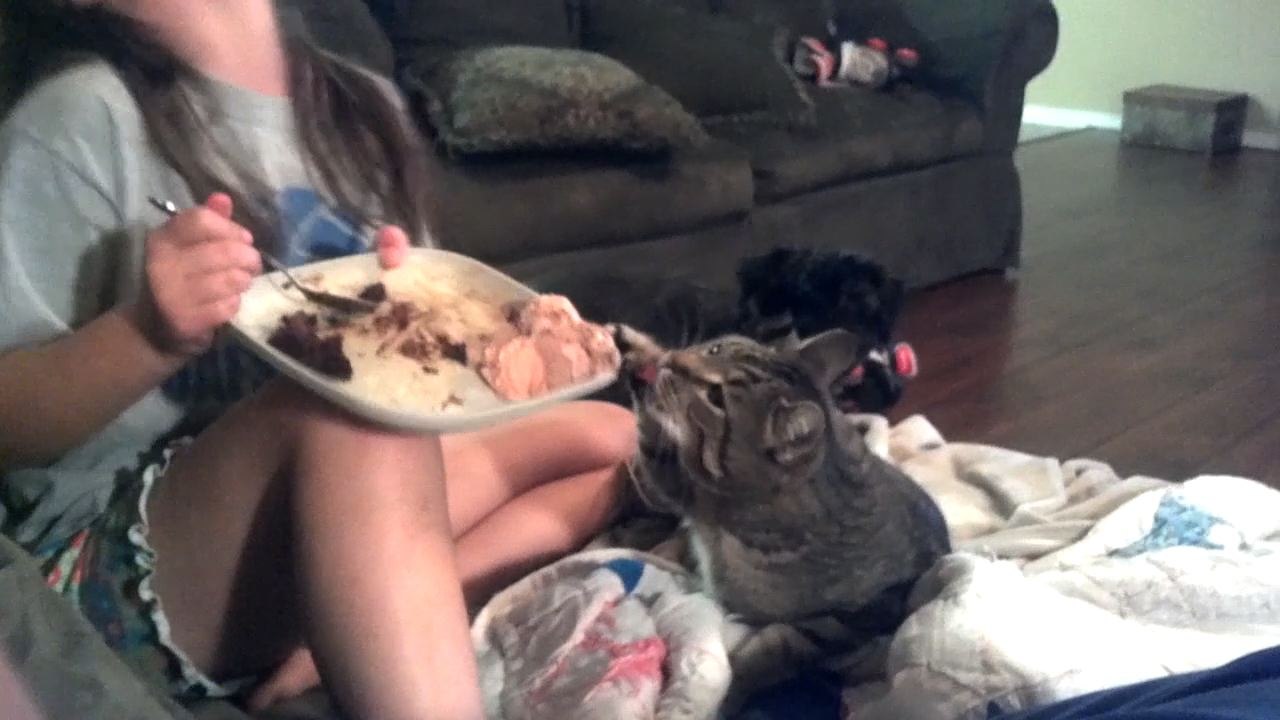 12 Expert Cat Burglars