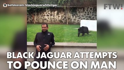 Black jaguar attempts to pounce on man