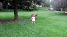 Une petite fille rencontre un faon