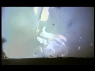 Pigalle - Ne Reviens