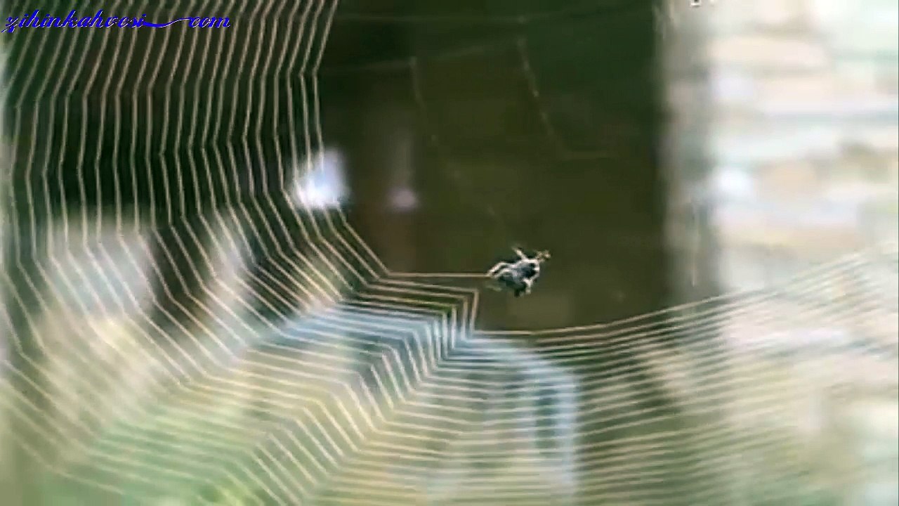 Süper Mühendis. Örümceğin Nasıl Ağ Ördüğüne Bakın.