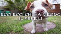 Il cane ficcanaso - Karaoke - Canzoni didattiche  per Bambini