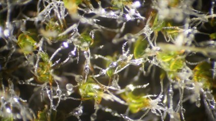 Watch desert moss ‘drink’ water droplets