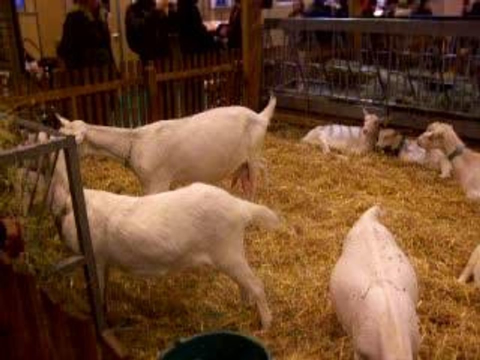 Salon de l'agriculture (2)