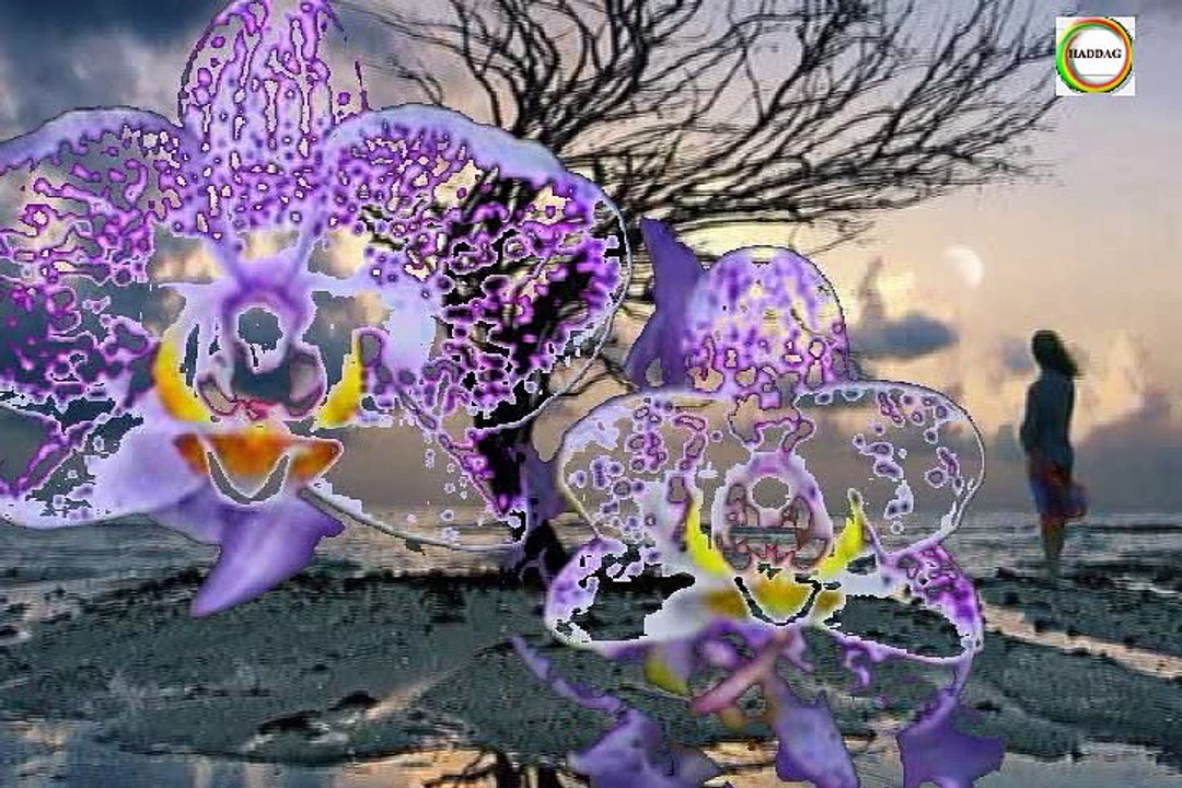 Groupe SYPHAX ~ Naɛima ~