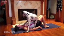 This dog wont let its owner do yoga..??????? ???? ???????
