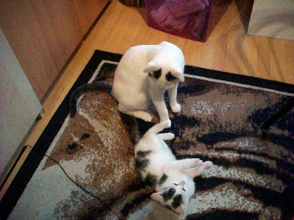 Harvey und Vinzent am 18.10.2015