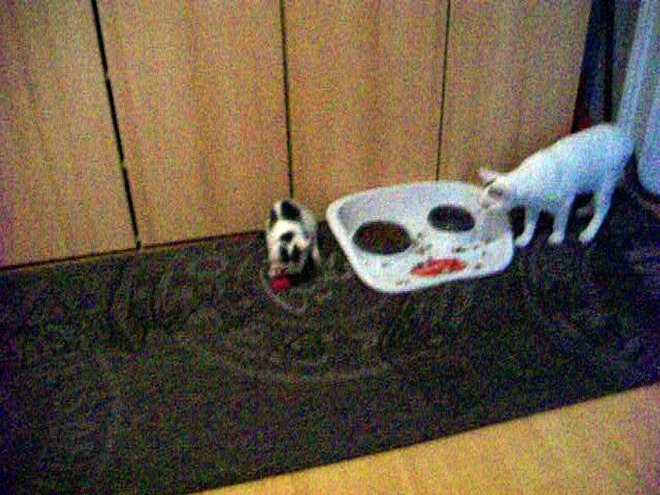 Harvey und Vinzent am 18.10.2015