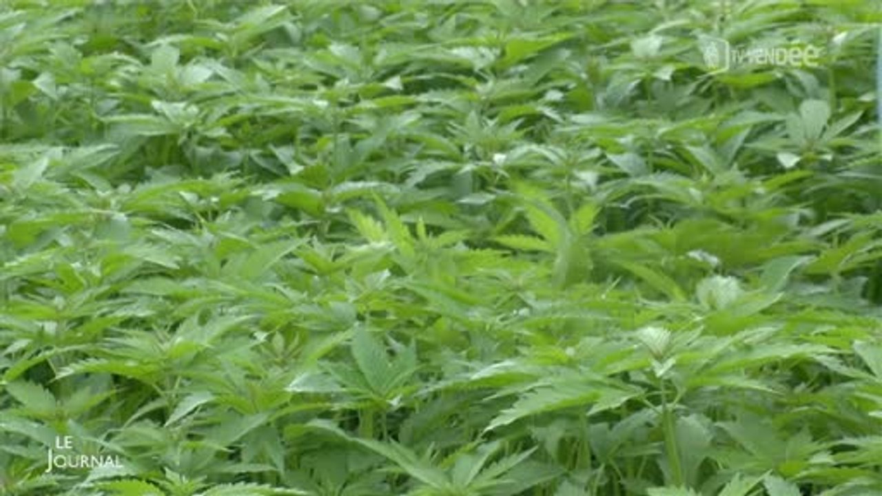 Plantes : Découverte du chanvre (Vendée)