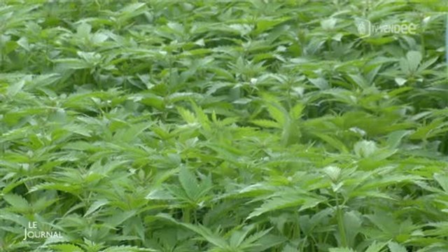 Plantes : Découverte du chanvre (Vendée)