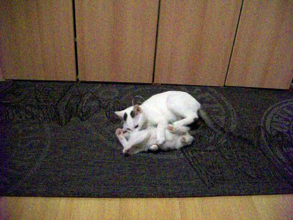 Harvey und Vinzent am 23.10.2015