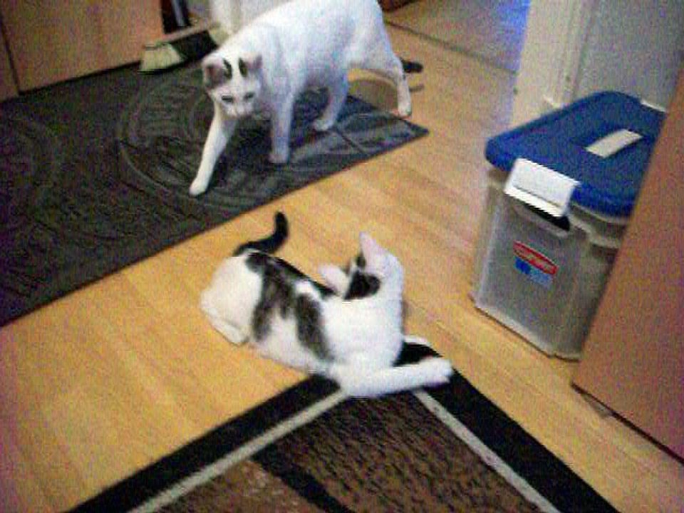 Harvey und Vinzent am 08.12.2015