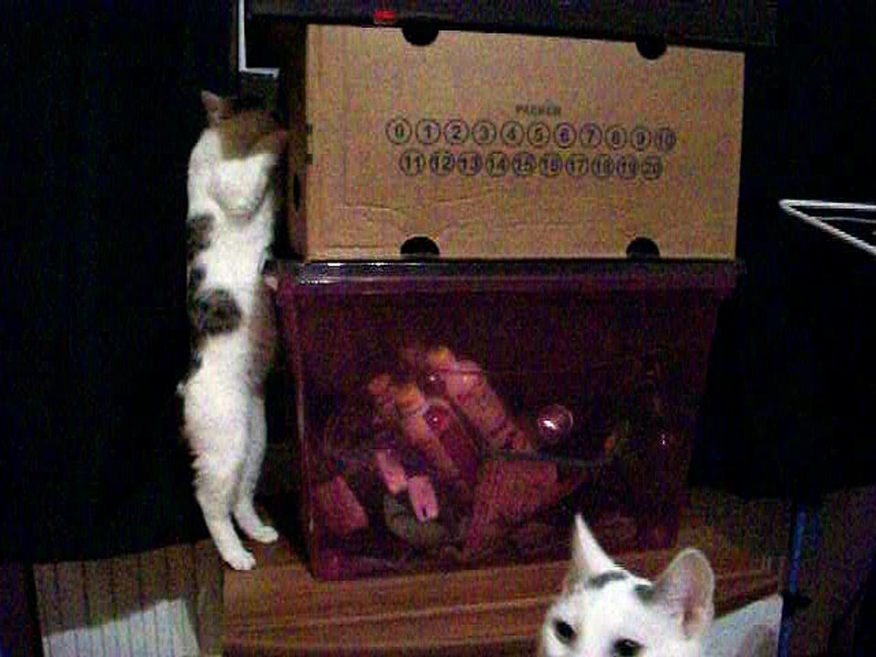 Harvey und Vinzent am 16.12.2015