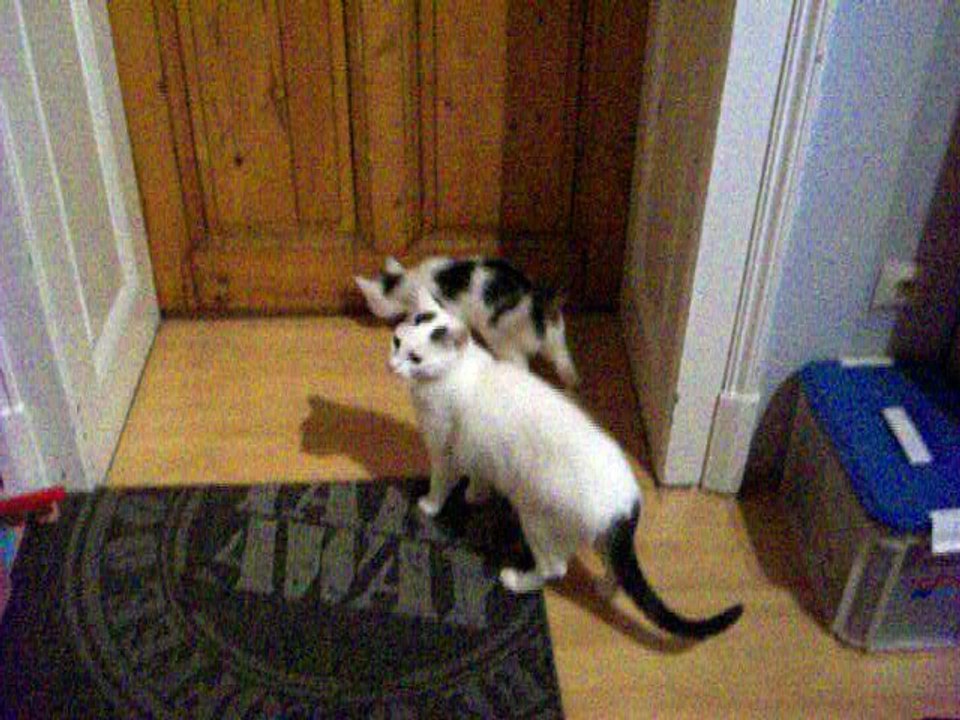 Harvey und Vinzent am 31.12.2015