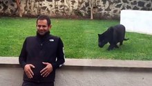 Puma ataca stapan