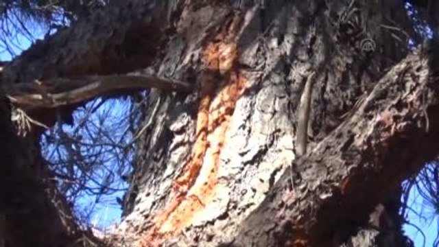 Yıldırım Düşmesi Sonucu Ormanlık Alanda Yangın Çıktı