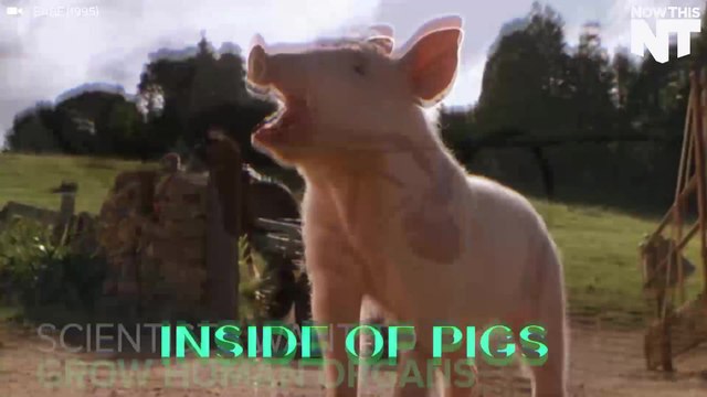 Scientists Want To Grow Organs Inside Of Pigs