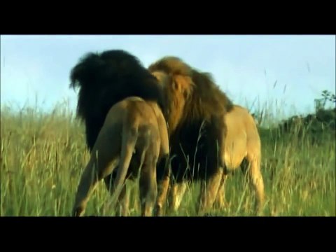 Así es cómo estos leones se defienden unos de otros