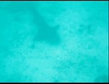 20 Cris Video Galapagos Diving Sharks 01