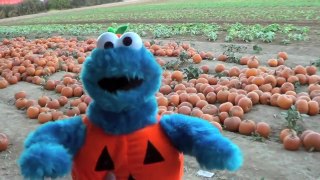 Cookie Monster Goes To a Pumpkin Farm Sesame Street Pumpkin Patch Pig Races HD