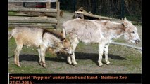 Zwergesel Peppino außer Rand und Band Berliner Zoo am 27 03