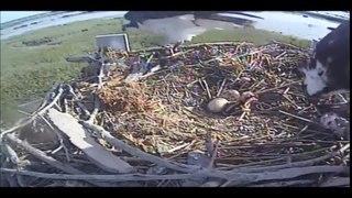 Milford Cam Morning 6-8-16