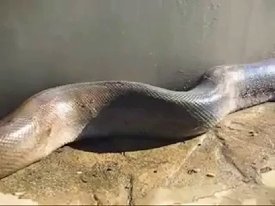 Check out this dead snake.