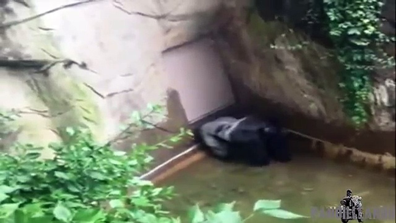 Harambe shows gorilla holding the boy's hand at the Cincinnati Zoo
