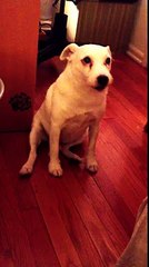 Il Cane Combina Un Disastro, E Si Sente In Colpa. Ecco La Sua Divertentissima Reazione Quando Viene Scoperto Dalla Padro