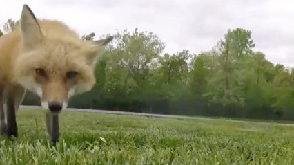 Mother Fox Scopes Out Park Before Letting Cubs Play
