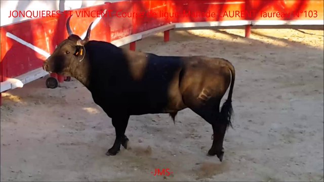 Manade LAURENT-Taureau N°103-Jonquieres St Vincent-Course Camarguaise-2016-06-08