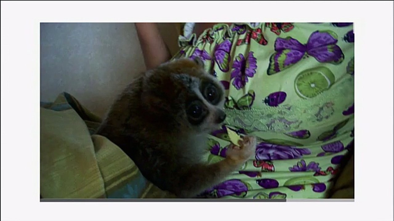 Animaux trop mignons