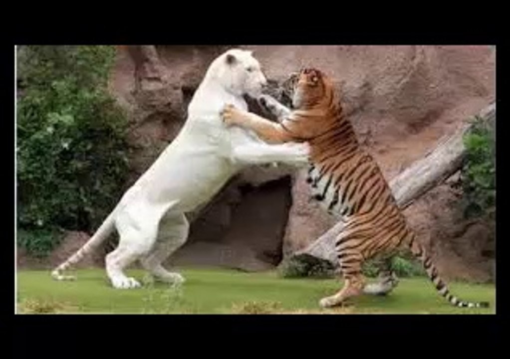 CRAZY Animals Attacks AMAZING FIGHT - Lion Vs Crocodile Vs Hyena